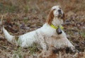 Setter Anglais VOIA DU MAS D'EYRAUD Setter Anglais VOIA DU MAS D'EYRAUD
